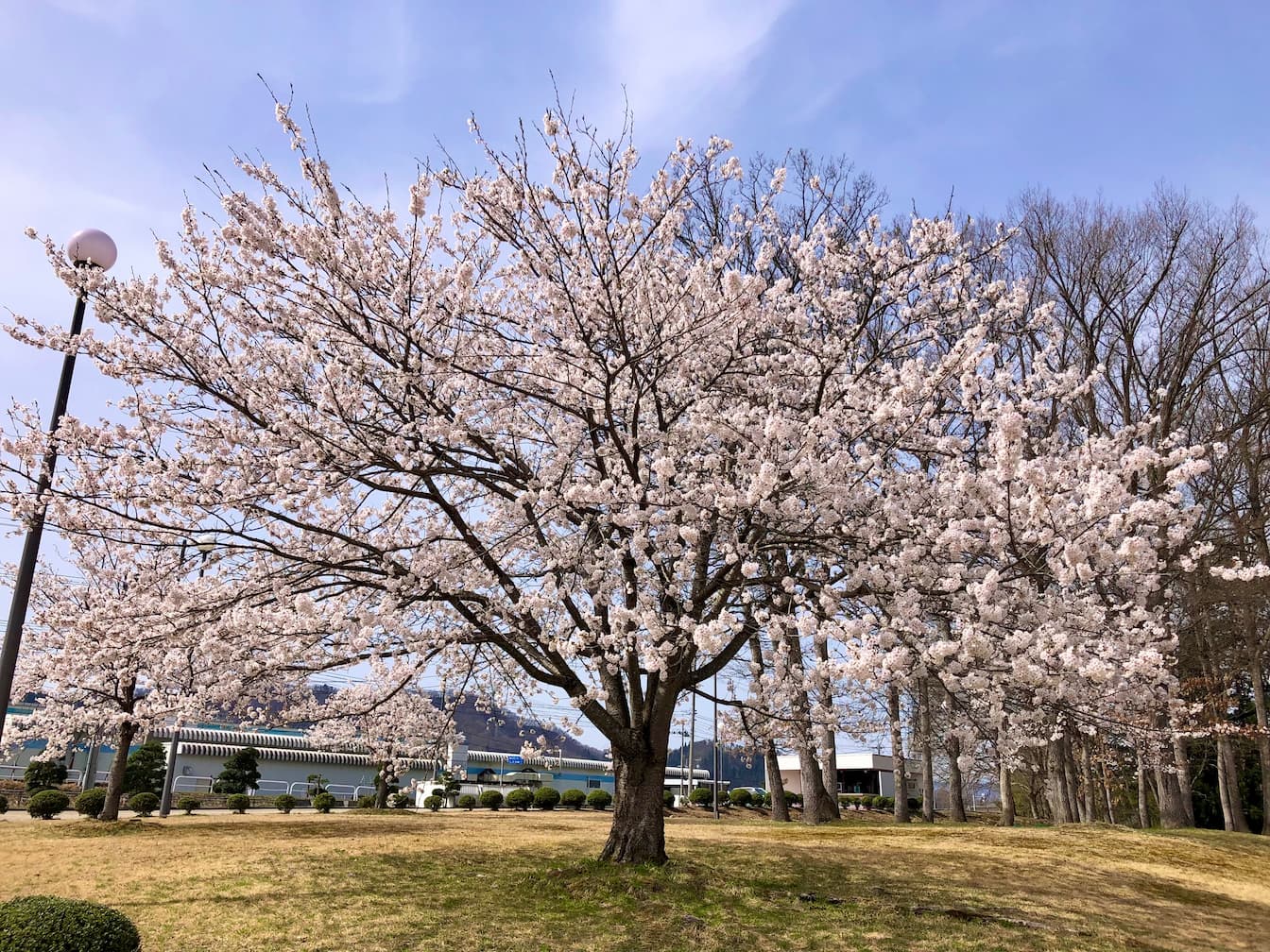 桜 4月吉日撮影