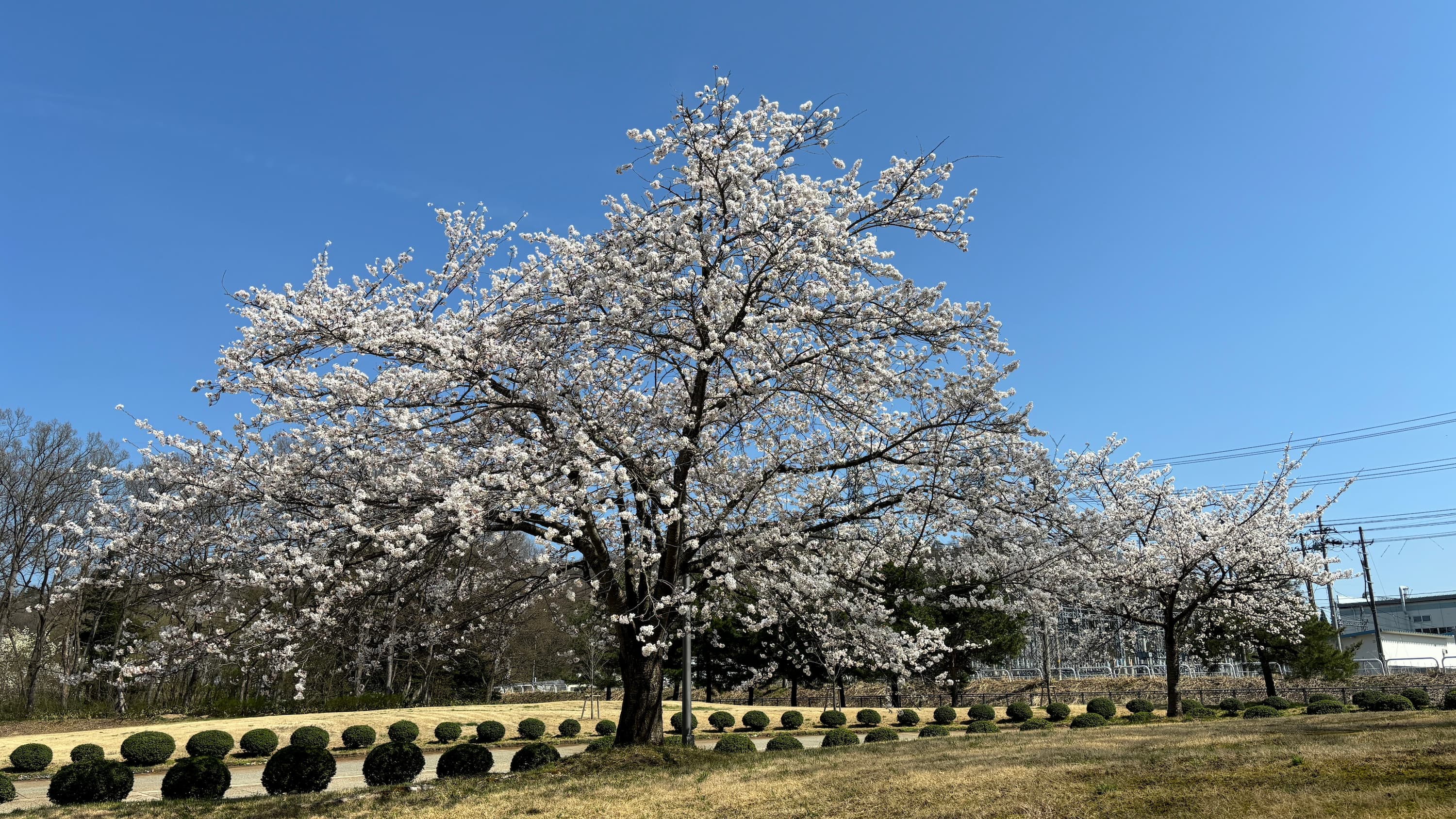 桜 4月吉日撮影